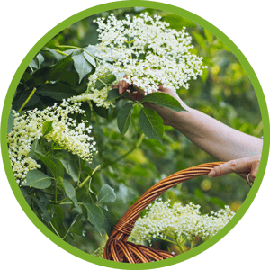 Holunderblüten werden gepflückt
